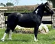 Chupp Fall Pony Auction