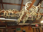 DEER HORNS