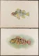 Antique Prints, Maps, & Books of Natural